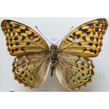 Argynnis pandora pasargades Fruhstorfer, 1908 female Dostojka pandora Uzbekistan91f